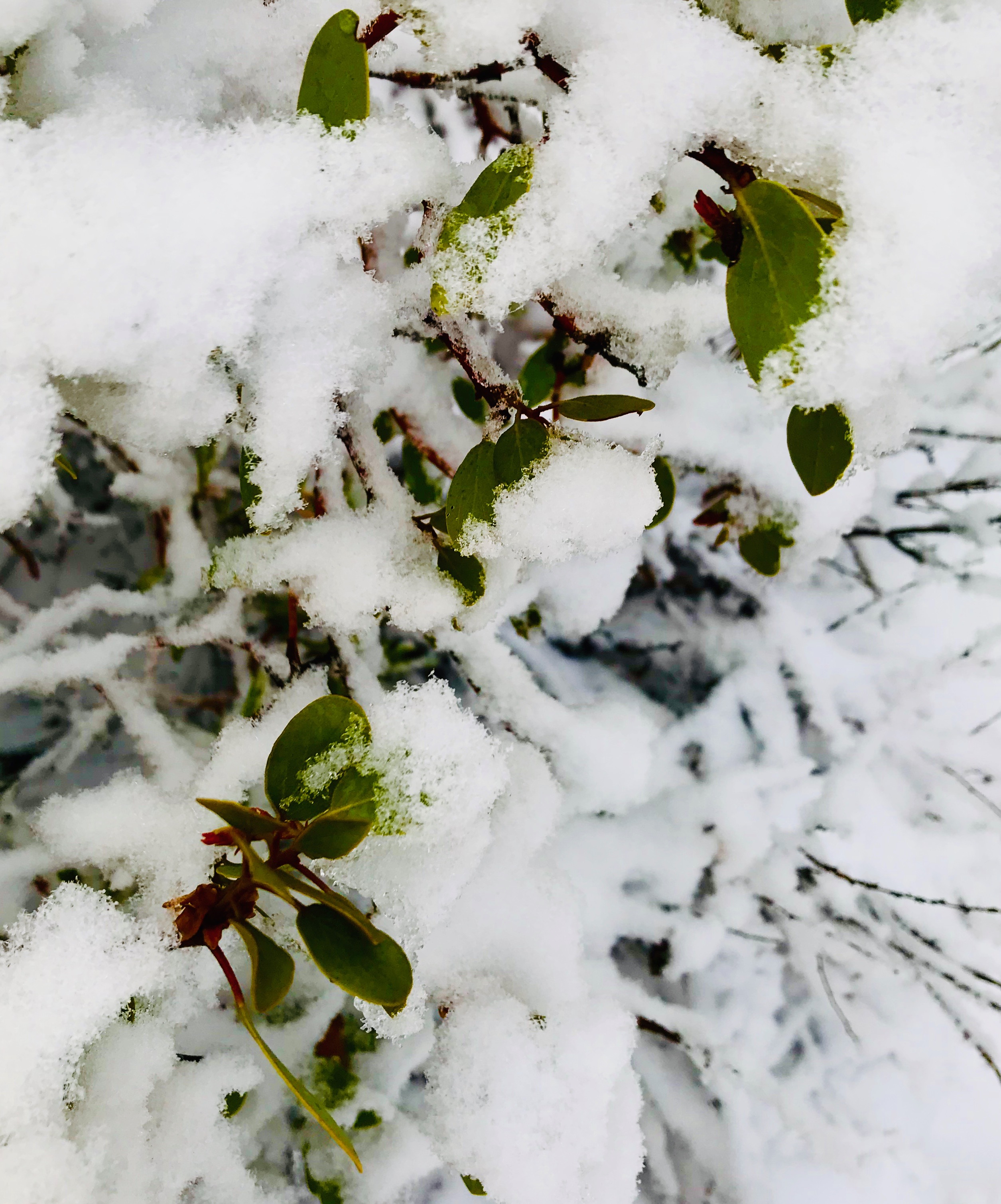 white snow on a very green shrub