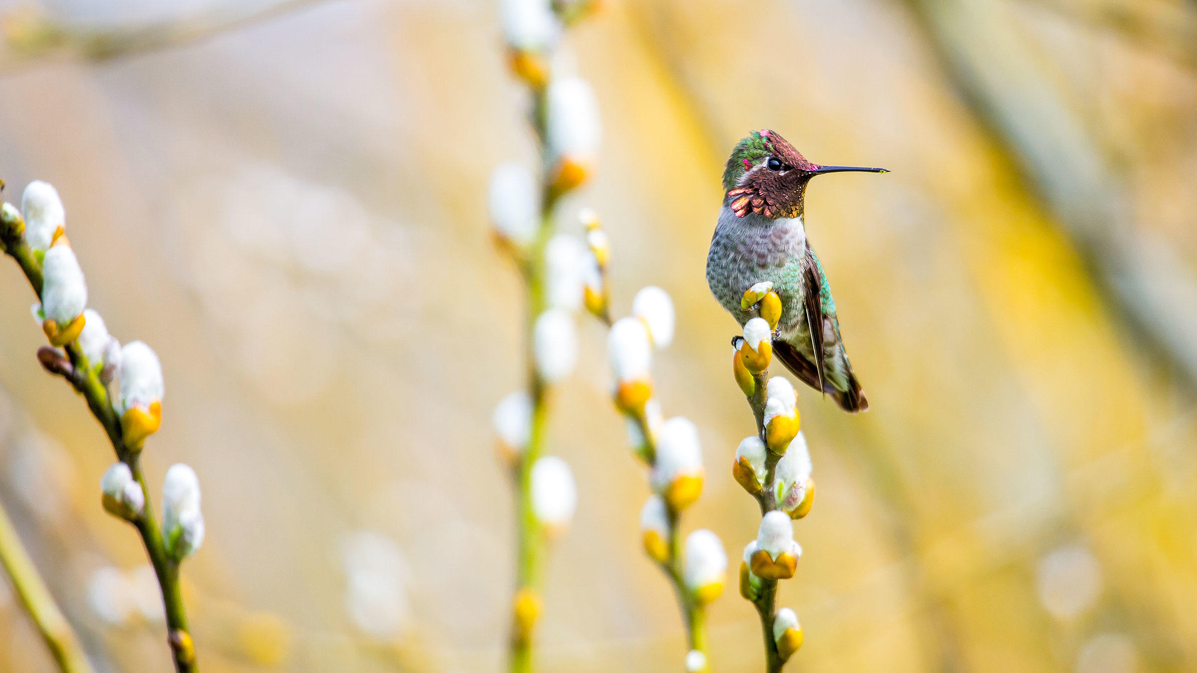 aud_apa-2019_annas-hummingbird_a1-9848-1_photo-matthew-olson